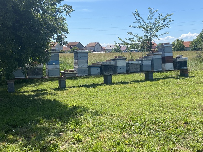 Pčelari u Semberiji ostali bez 80% pčela: Inženjer poljoprivrede locirao problem i predložio rješenje (FOTO)