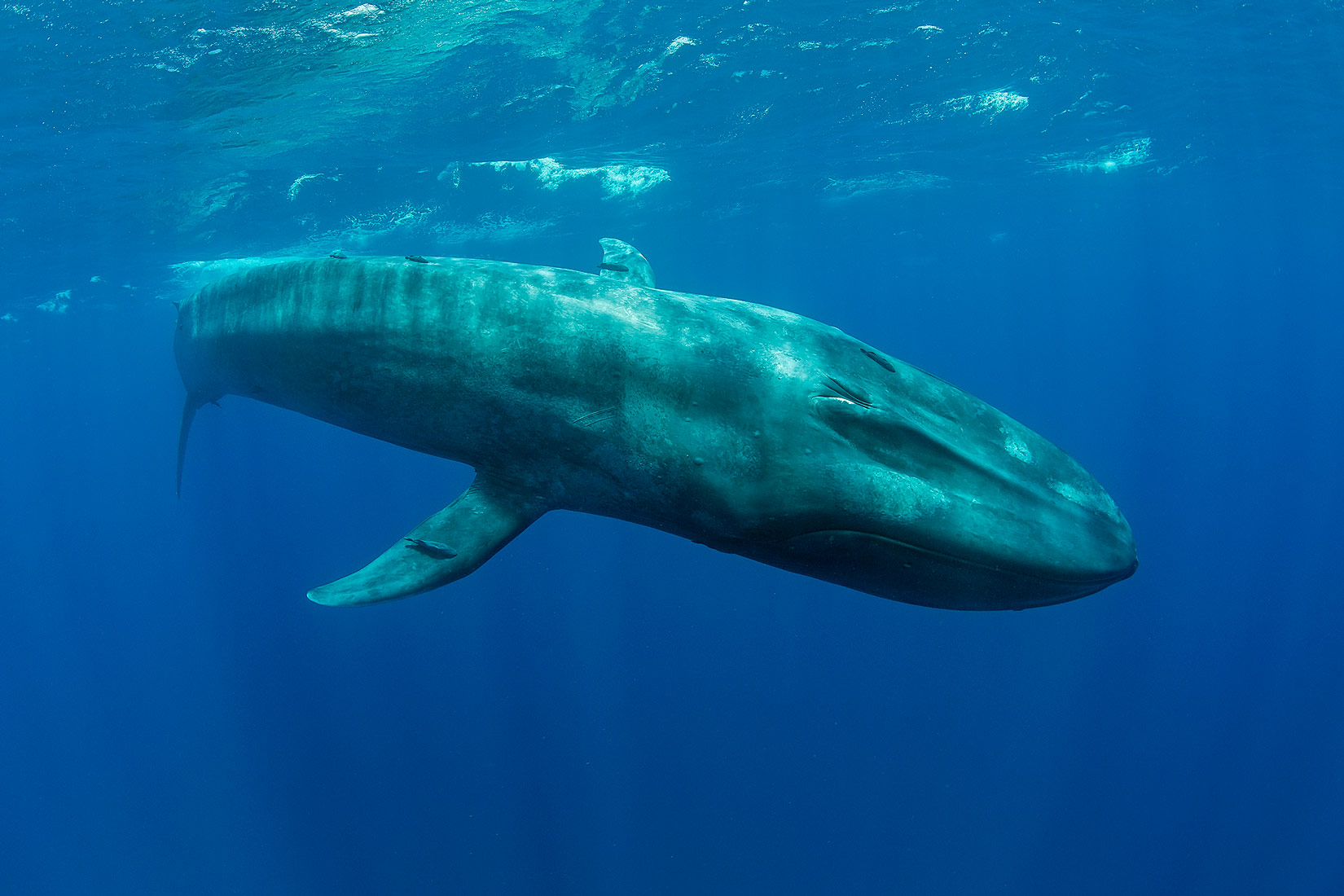Znate li koliko je veliko i teško srce plavog kita?