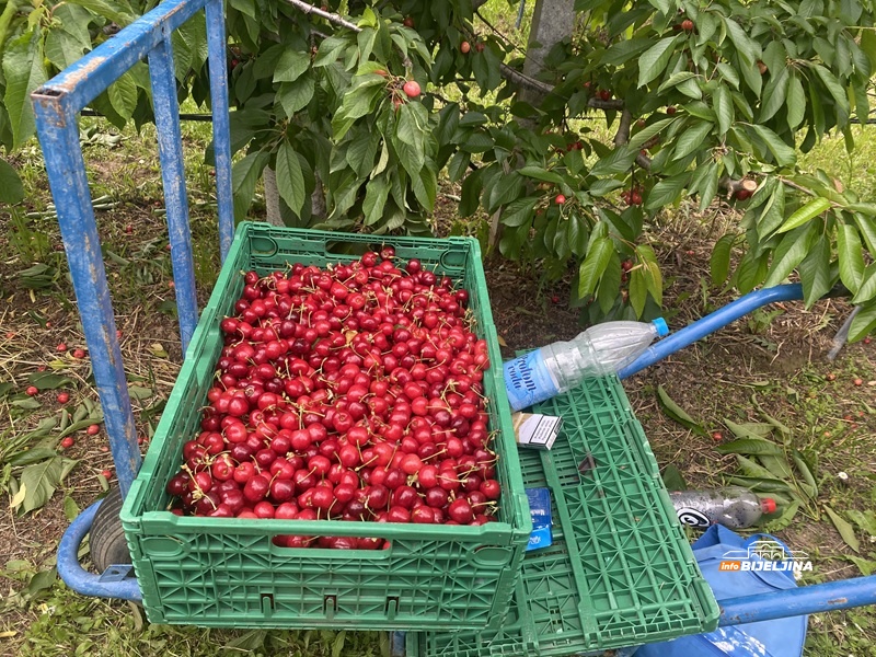 Lani izgubio 90 odsto roda, a danas bere pune gajbe: Voćar iz Semberije konačno dočekao svoju godinu