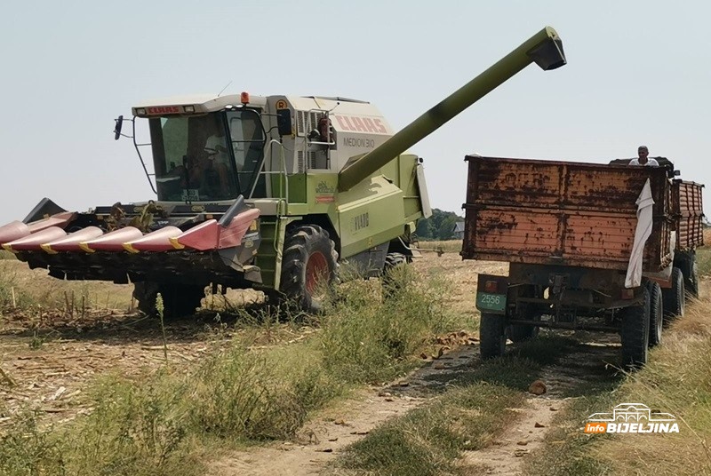 Podnosi sušu, ima dobru cijenu: Zašto sve više Semberaca proizvodi suncokret i da li se isplati?