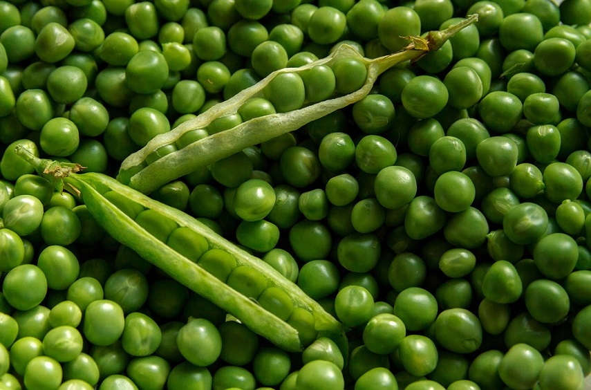 Zabranjen uvoz 1.000 kilograma sjemena graška u Srpsku