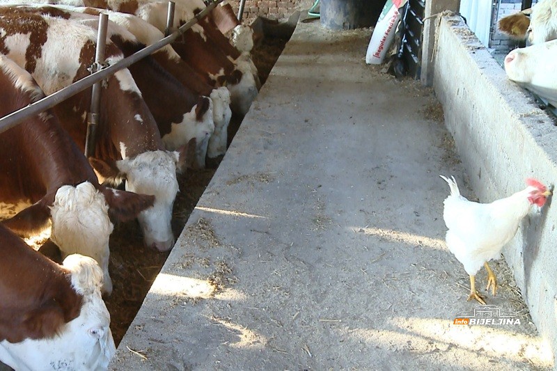 Semberski mljekari na ivici opstanka: “Kupujemo hranu za stoku, a 80 - 90 grla nije lako nahraniti” (FOTO)