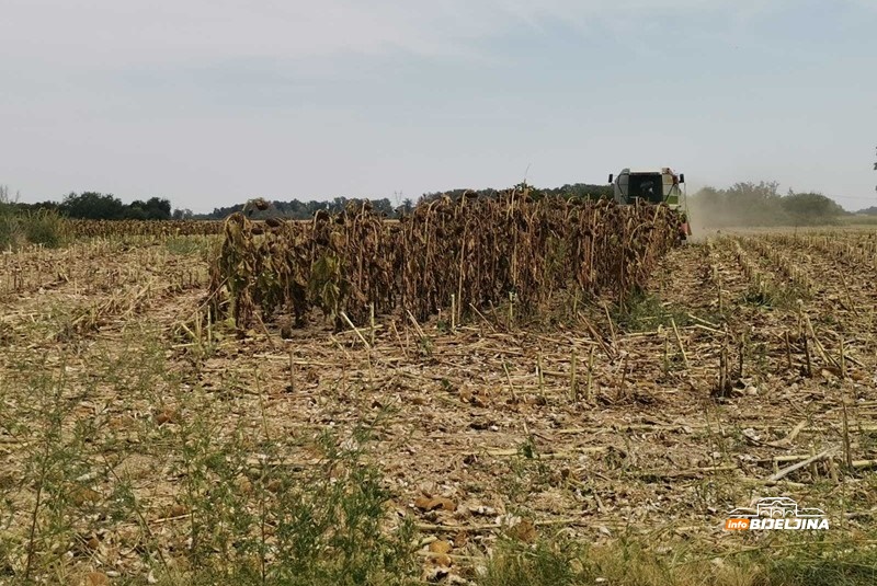 Podnosi sušu, ima dobru cijenu: Zašto sve više Semberaca proizvodi suncokret i da li se isplati?