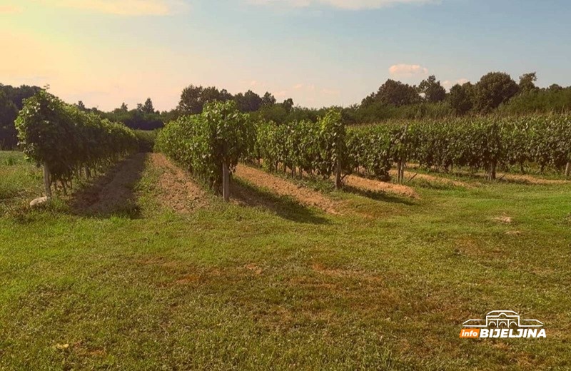 Mladi Semberac se vratio iz Slovenije i posvetio vinogradarstvu: Potražnja dokazuje da sam na pravom putu