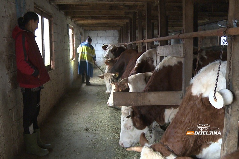 Vasići iz Lopara poslije rata krenuli od nule: Srušene objekte podigli iz pepela, danas žive od poljoprivrede i šire proizvodnju /FOTO/