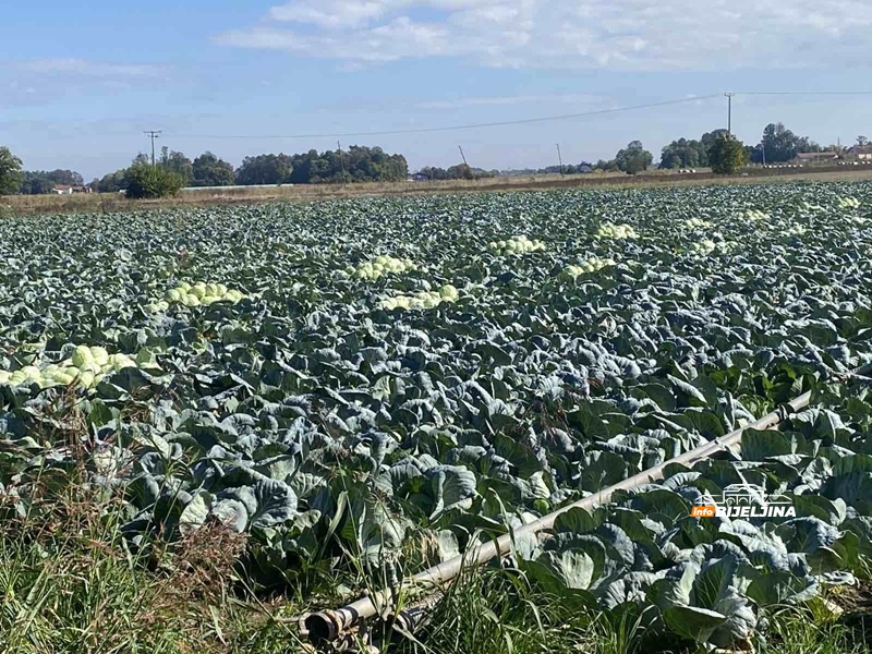 Vreća semberskog kupusa prodavana za 7 KM, pa cijena drastično skočila: Domaćini, ipak, nisu potpuno zadovoljni (FOTO)