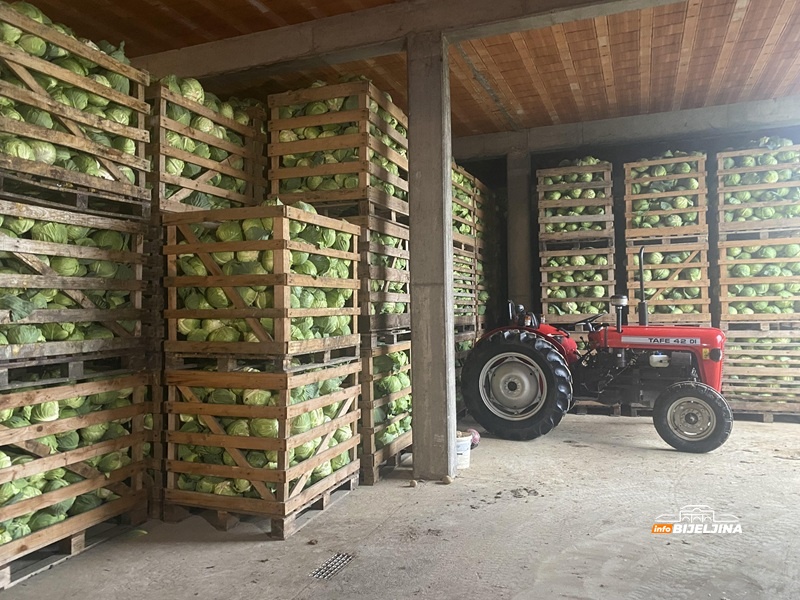 Semberski povrtari čekaju bolju priliku: Nadali se zaradi, a kupus pet puta jeftiniji (FOTO)