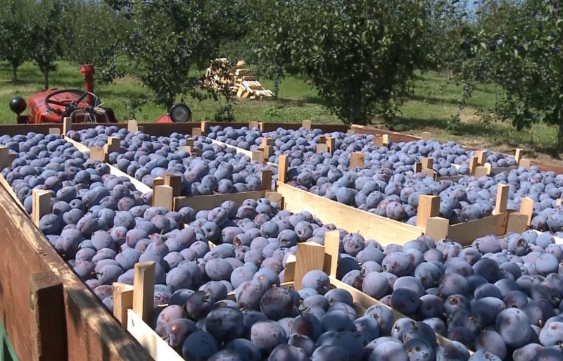 Majevička šljiva i ove godine na evropskom tržištu