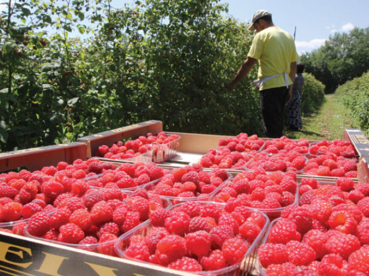 Malinari u Srpskoj traže veće podsticaje i podršku hladnjačarima: Bez pomoći države propada proizvodnja