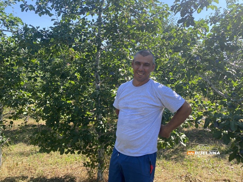 Berba šljive na Majevici u punom jeku: Rod dobar, ali voćari nemaju puno razloga da budu zadovoljni (FOTO)