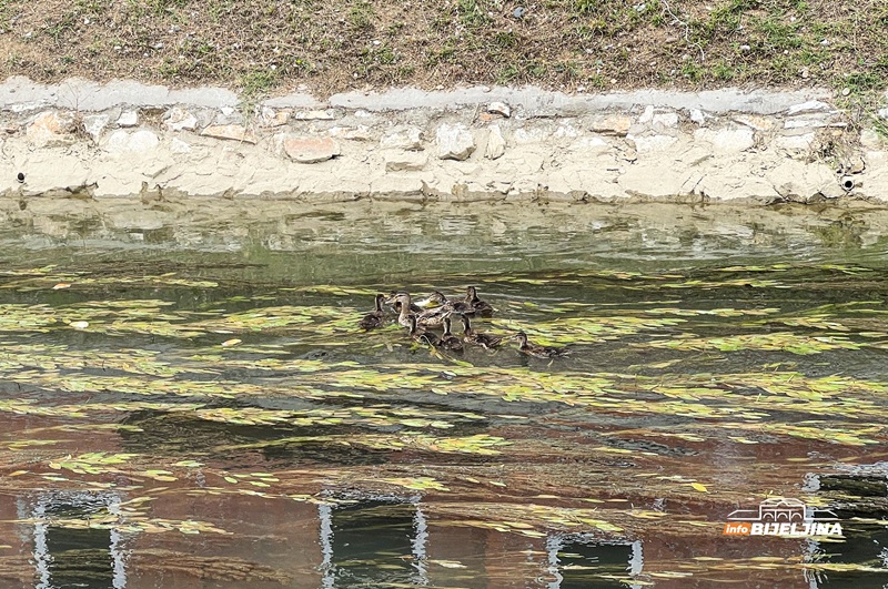 Bijeljina: Lijep prizor na Dašnici, “porodica” pataka atrakcija za prolaznike (FOTO, VIDEO)