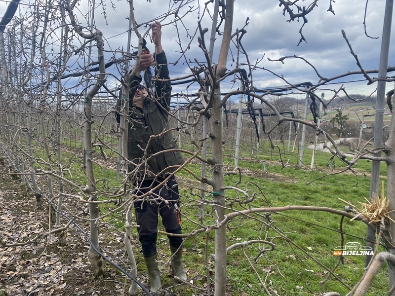 Voćari na Majevici očekuju dobar rod, ali im nedostaje radnika: Dnevnice od 110 maraka pa naviše (FOTO)