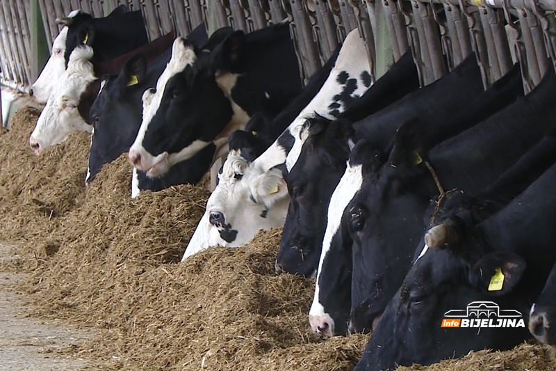 Zbog slinavke i šapa BiH zabranila uvoz stoke iz Slovačke i Mađarske: Evo koje još zemlje su na crnoj listi