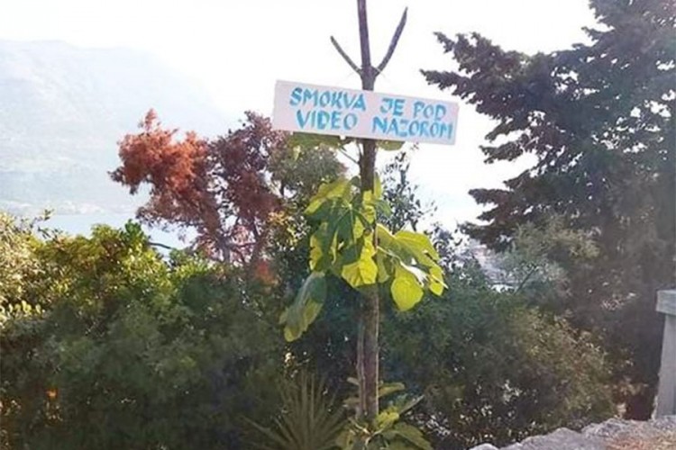 Natpis na smokvi na Korčuli nasmijao mnoge: 
