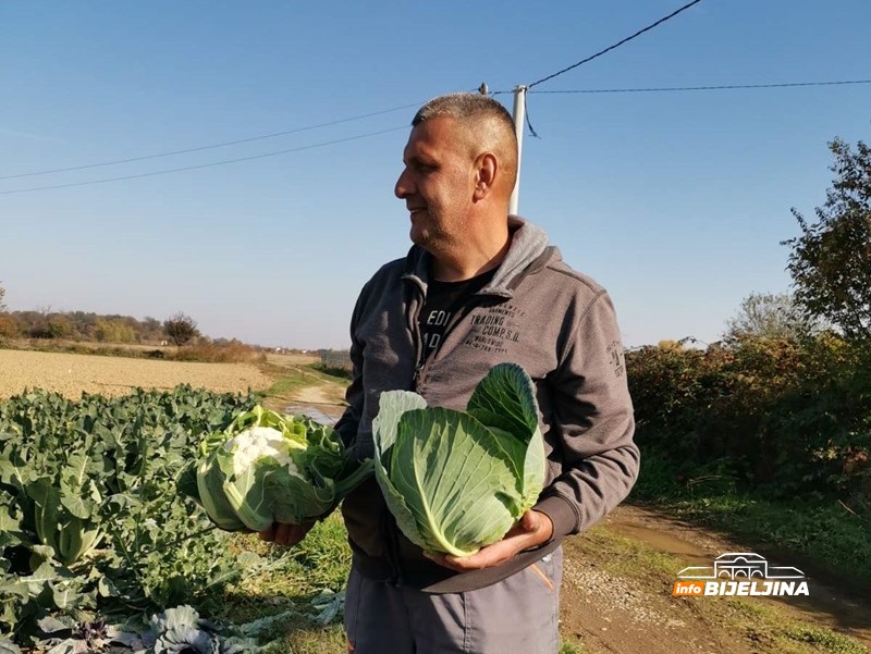 Karfiol u Semberiji skup kao nikad: Proizvođači profitirali, kilogram koštao kao nekad puna kartonska kutija (FOTO)