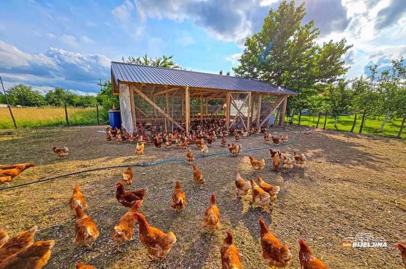 Jedinstvena farma u Semberiji: Imaju 600 koka nosilja, jaja prodaju i na društvenim mrežama (FOTO)