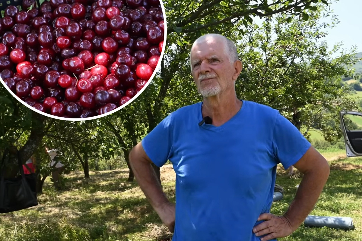 Voćar iz Novog Travnika ostao u čudu: Kupac tražio da višnjama izvadi sve koštice prije prodaje /VIDEO/