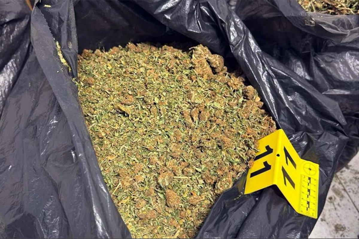 Zaplijenjeno 100 kilograma marihuane u Beogradu, uhapšen osumnjičeni
