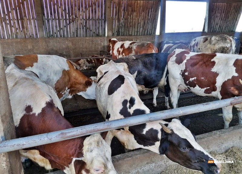 Semberski farmer Blagiša Nikolić dnevno proizvede 1.400 litara mlijeka: Od poljoprivrede se može solidno živjeti (FOTO)