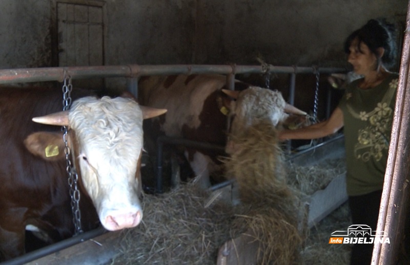 Šekići uspješni semberski poljoprivrednici: Štale pune bikova, dvorište mašina, a njive žitarica /FOTO/