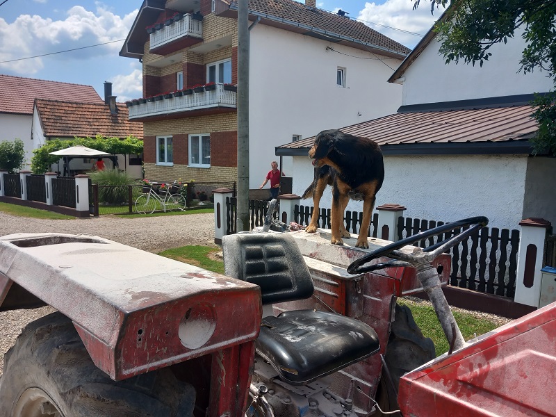 Pas Fifi ne silazi sa traktora, sa vlasnikom uzorao hiljade hektara (FOTO)