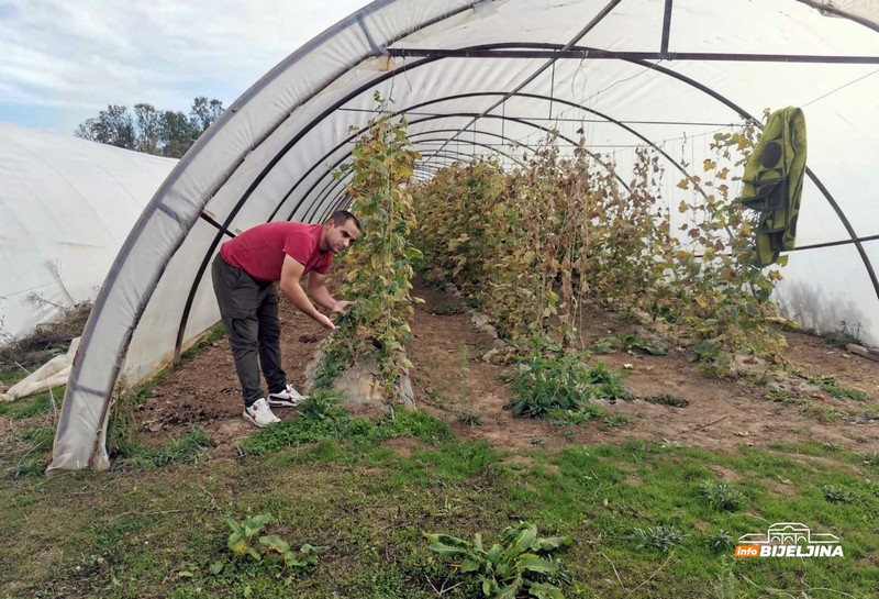 Semberac Đorđe Vakčić godinama proizvodi jagodu: Ovakvu jesen ne pamti (FOTO)