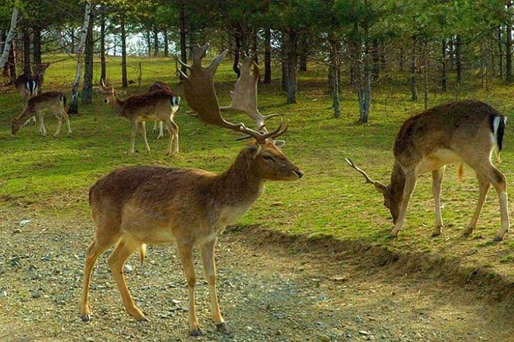 Jedinstvena farma jelena na Ozrenu