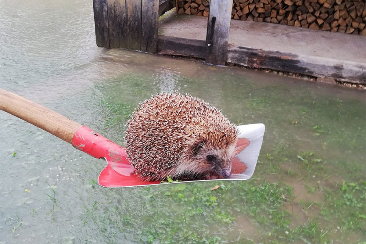 Spasio mačku, ježa i psa u poplavama (FOTO)