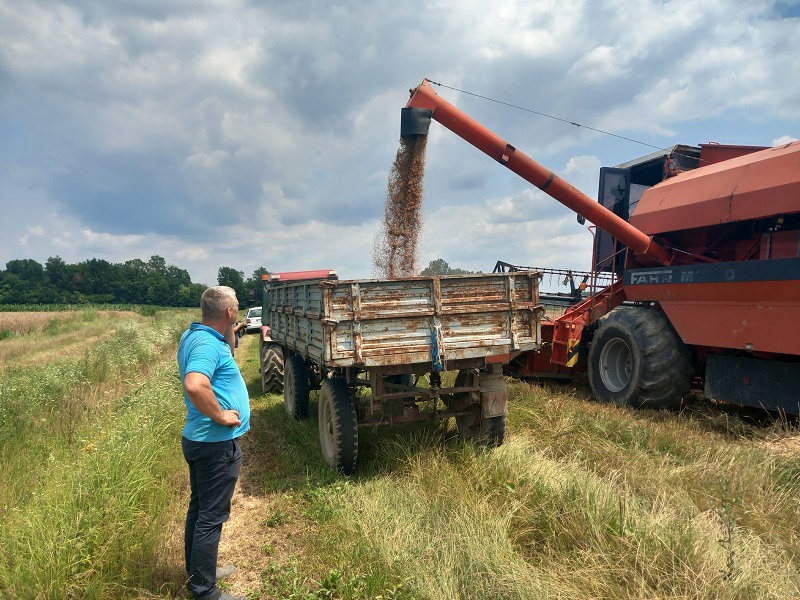 Semberija: Žetva pšenice u toku, prinosi ne obećavaju (FOTO)