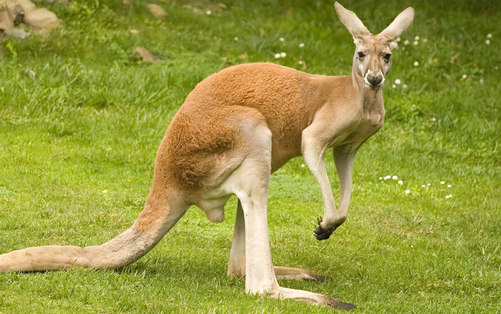 U Australiji otkrivena slika kengura stara 17.300 godina