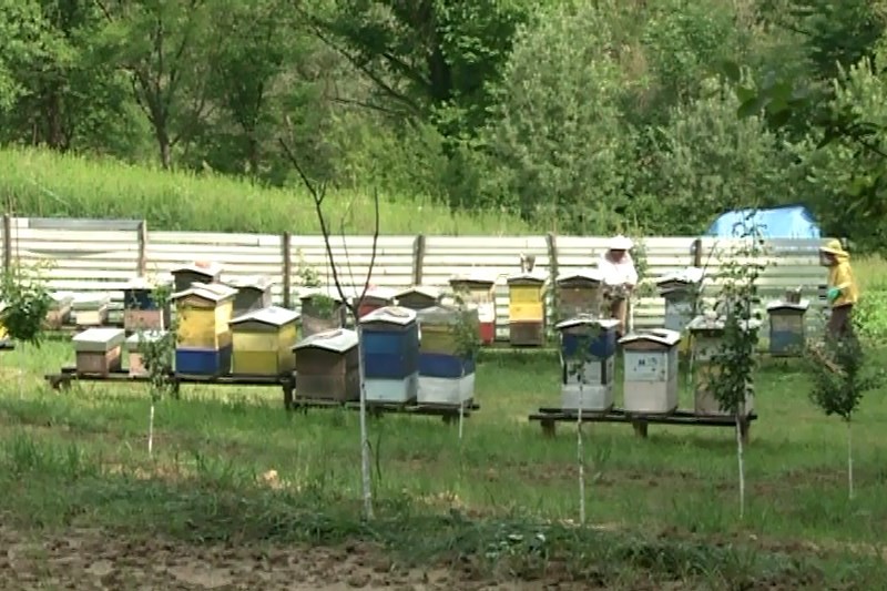 Tešići iz Donje Trnove se generacijama bave pčelarstvom: Nakon api komora u planu prenoćište i restoran (FOTO)