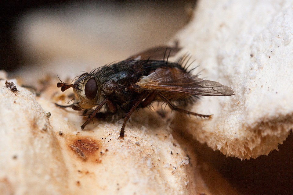 Naučnici pronašli 47 miliona godina staru muvu