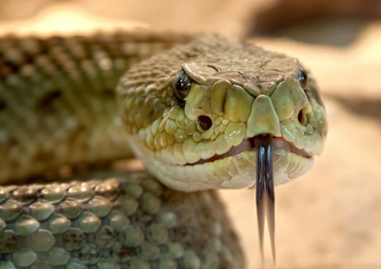 U Hercegovini tri vrste otrovnih zmija, seruma ima dovoljno