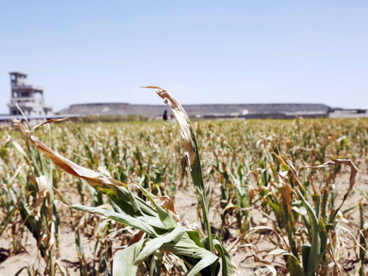Bez kiše, bez prinosa: Suša uništava poljoprivredu, a najgore tek dolazi