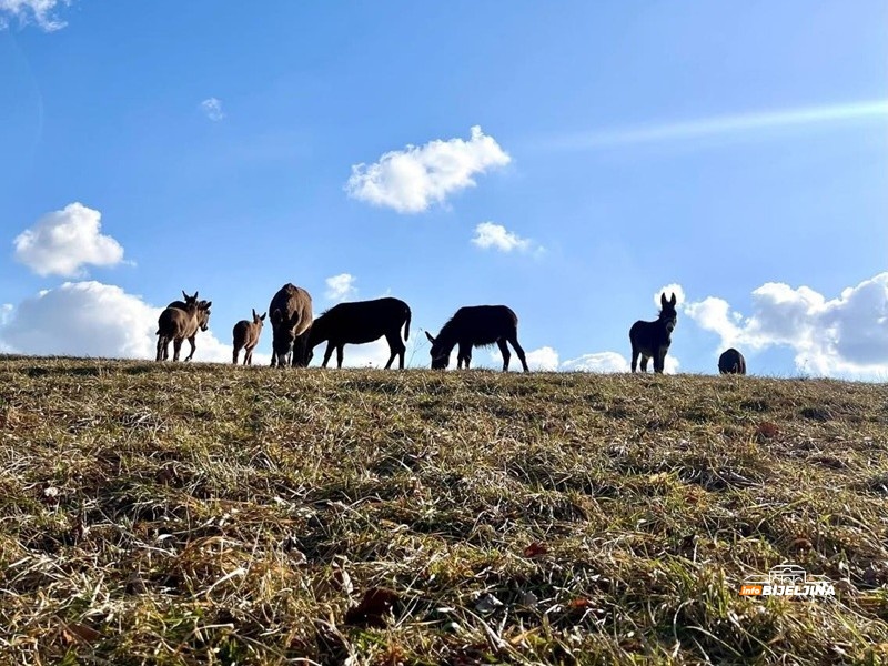 Semberac ima najveću farmu magaraca u ovom dijelu RS: Mlijeko poklanja onima koji nemaju novca, objasnio kako se pije (FOTO)