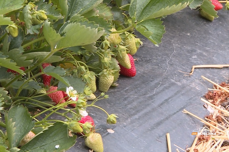 Semberske jagode stigle sa zakašnjenjem na pijacu: Zadovoljne i mušterije i trgovci (FOTO)