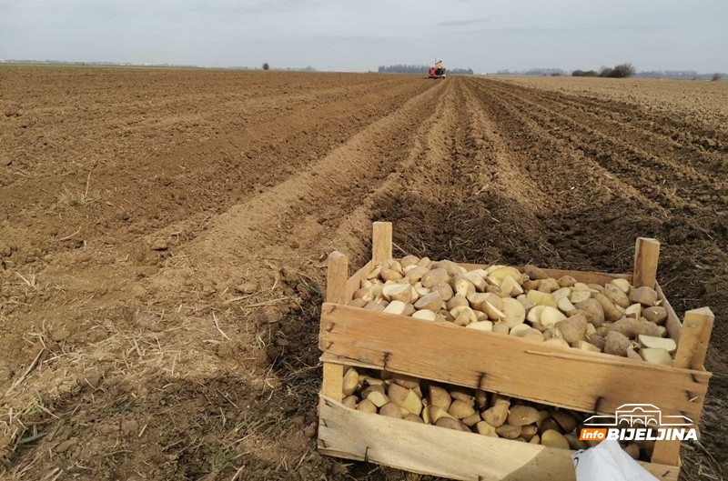 Semberske njive pune traktora: Temperatura idealna za sadnju krompira, potražnja za sjemenom ogromna