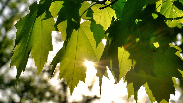 Danas sunčano, temperatura vazduha do 30 stepeni