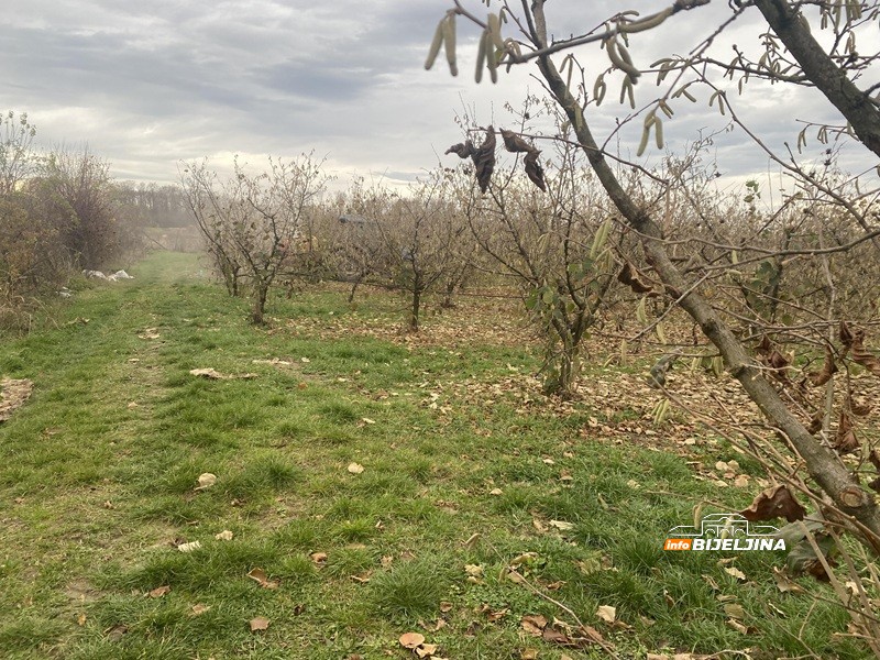 Bijeljinski proizvođači lješnjaka izgubili na rodu, dobili na cijeni: Kako je stanje u Turskoj spasilo voćare u Semberiji? /FOTO/