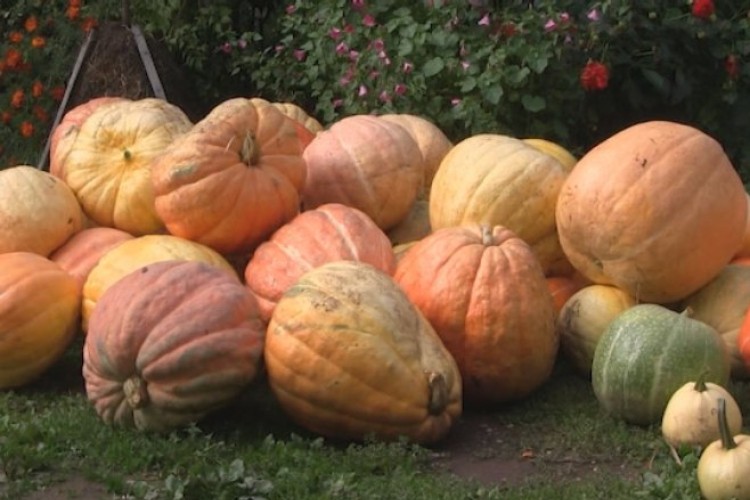 Kulići iz Foče i ove godine proizveli džinovske bundeve
