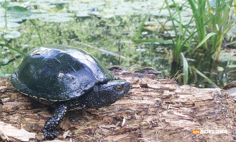 Gromiželju prijeti izumiranje: Sembersku močvaru 2018. proglasili zaštićenom, pa je “zaboravili” (FOTO)