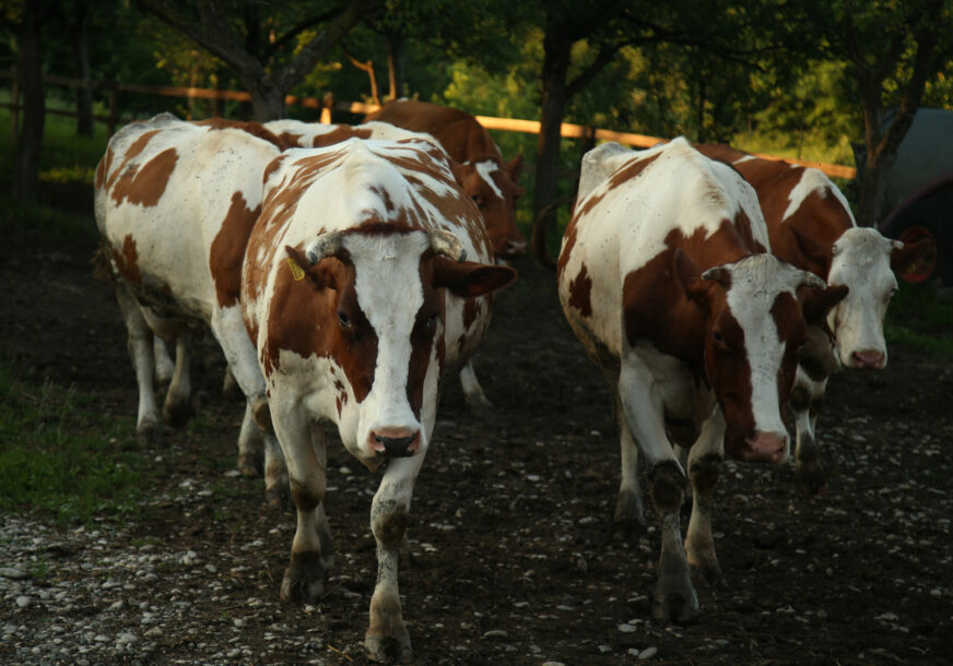 Evo zašto mljekari u Srpskoj zatvaraju farme