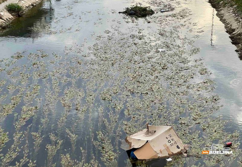 Bijeljina: Dašnici opao nivo vode, građani ogorčeni zbog smeća (FOTO)