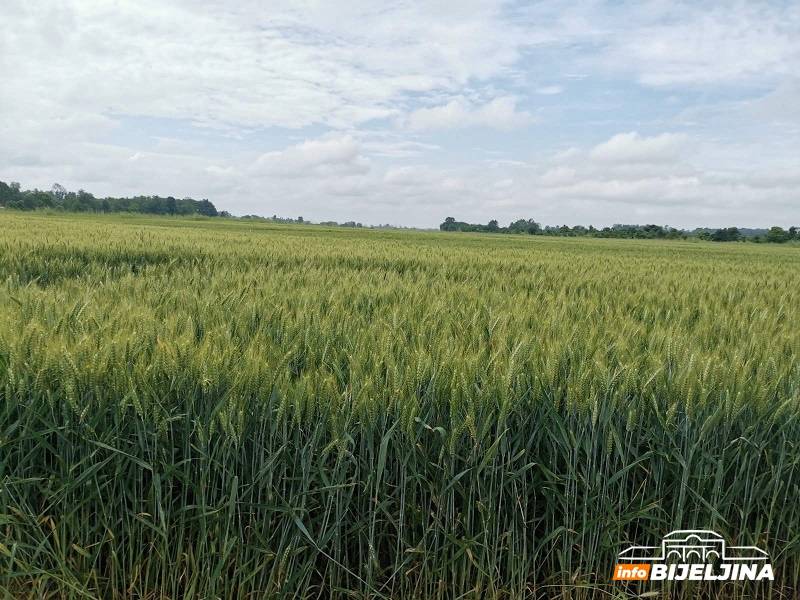 Upozorenje za ratare u Semberiji: Žuta rđa i fuzarijum prijete pšenici, prinosi pod rizikom