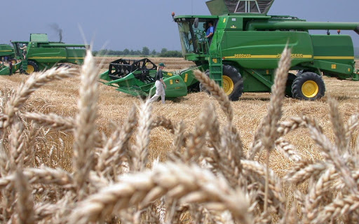 Žetva pšenice u punom jeku: Ratari u Semberiji zadovoljni cijenom