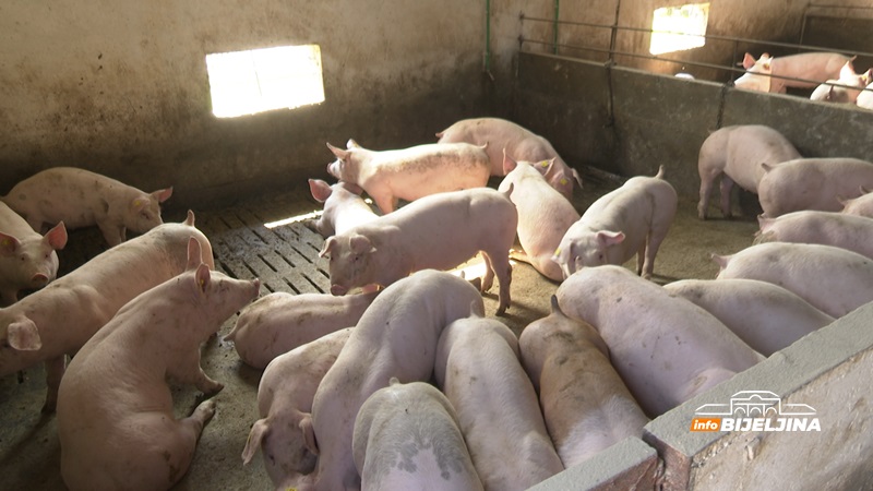 Lopovi u toku noći ukrali 500 svinja, šteta veća od 100.000 evra