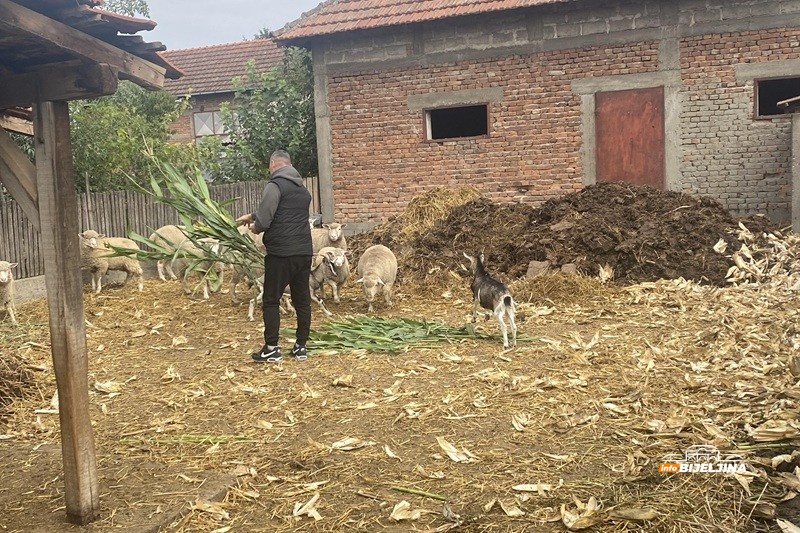 Profesor fizičkog iz Popova pretvorio hobi u posao: Ovce 