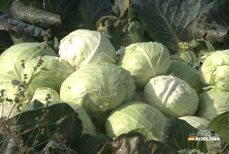Ove sorte kupusa su najgori izbor za kiseljenje i zimnicu