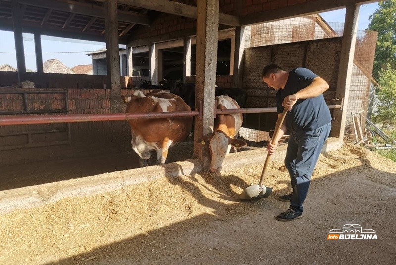 Robotizacija mljekarstva u semberskom selu Vršani: Smanjuju troškove i povećavaju produktivnost /FOTO/