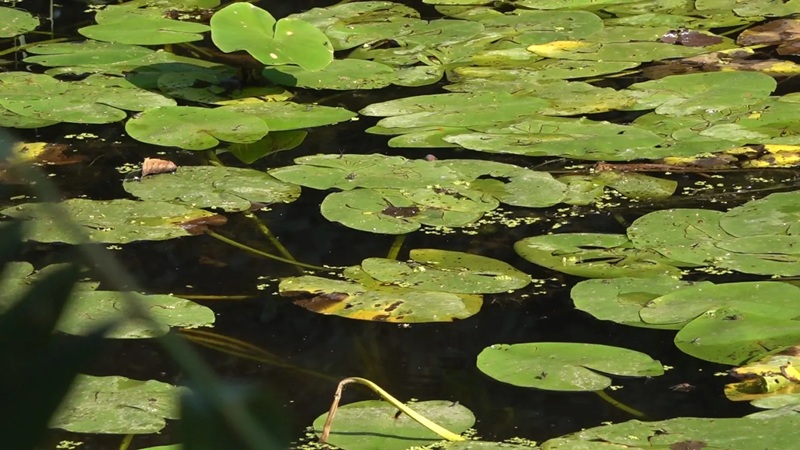Nekada ponos, danas smeće i plastika: Močvara u Semberiji nestaje, rijetke ribe i ptice umiru, a niko ne reaguje
